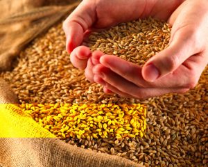 Grains in your diet