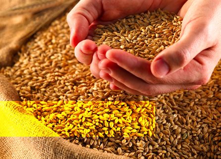 Grains in your diet