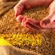 Grains in your diet