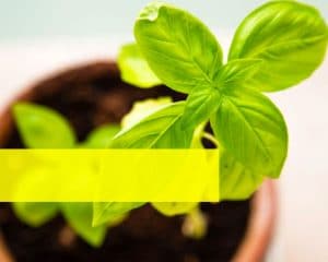 Benefits of Basil