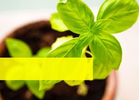 Benefits of Basil