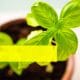 Benefits of Basil